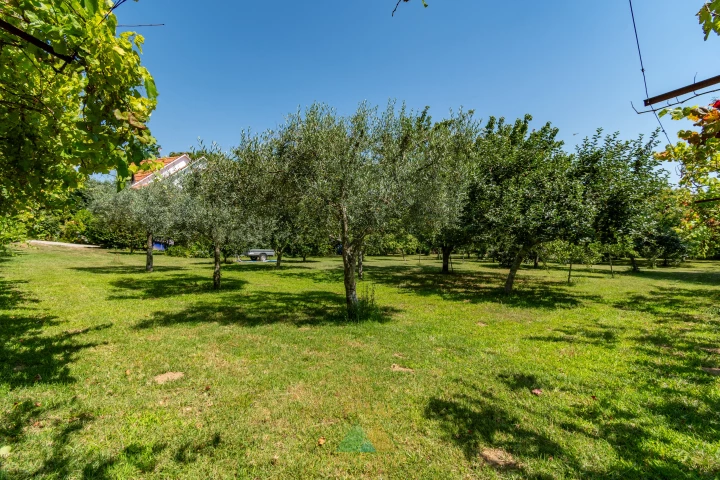 Orchard with olive and fruit trees