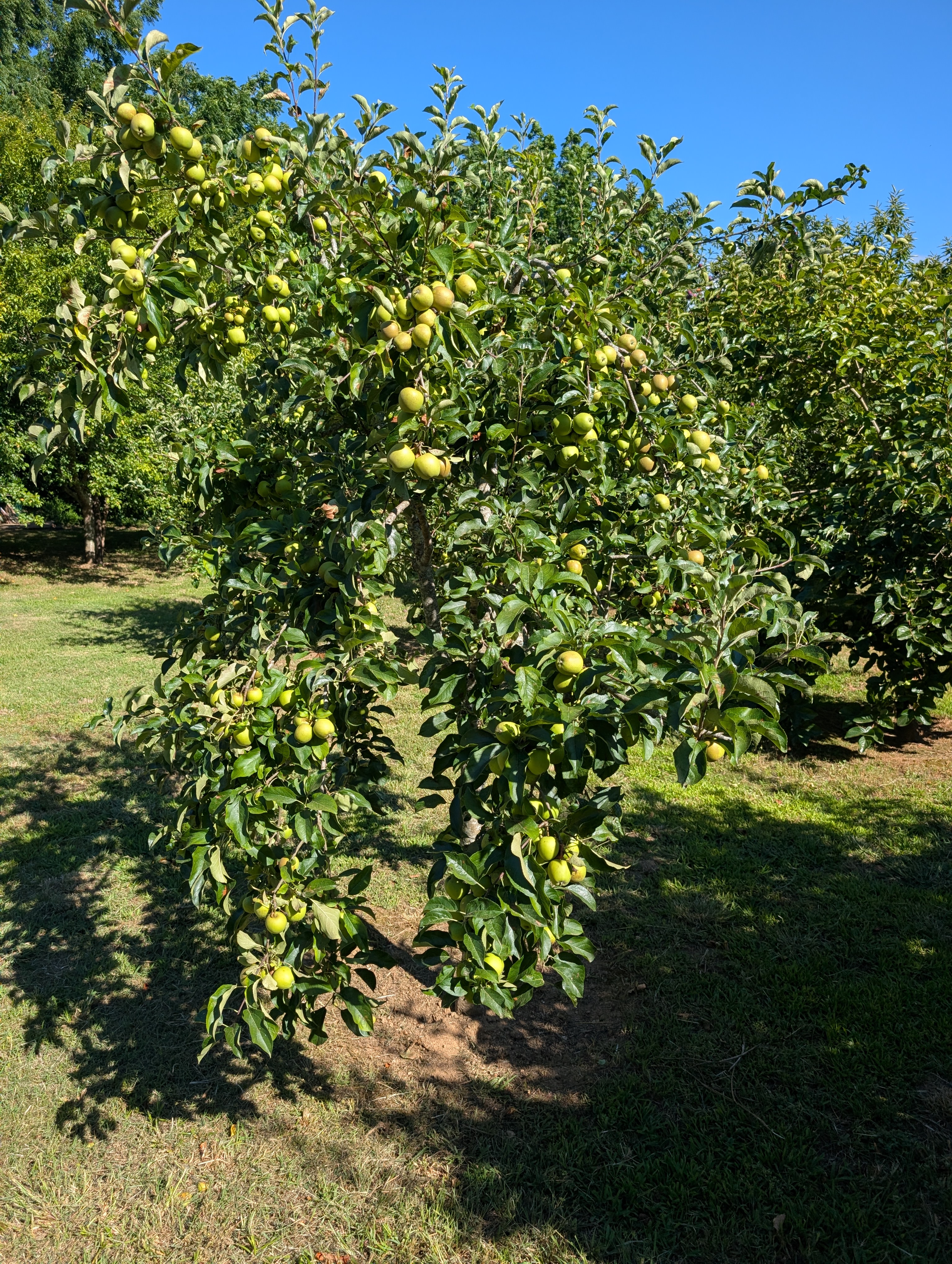 Apples on the tree