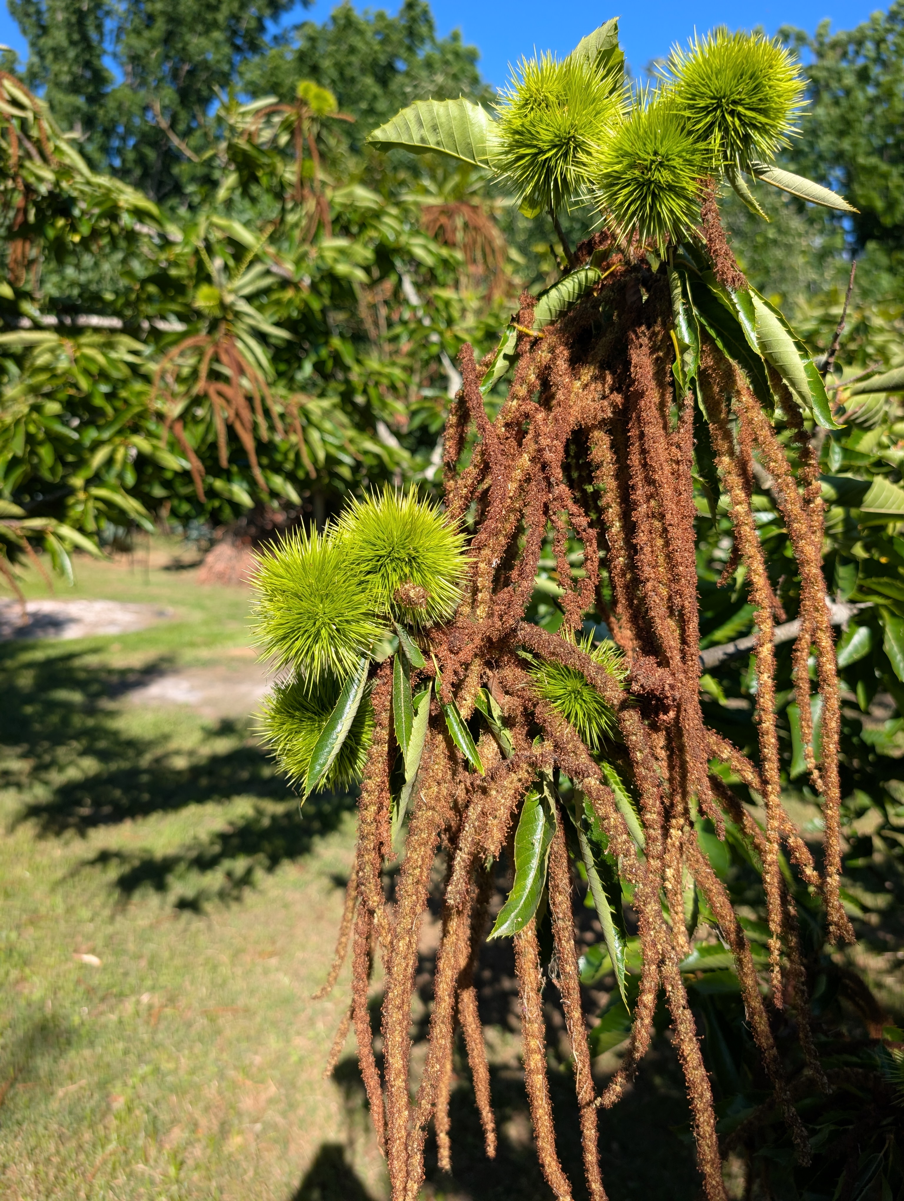 Chestnut burrs forming on the tree