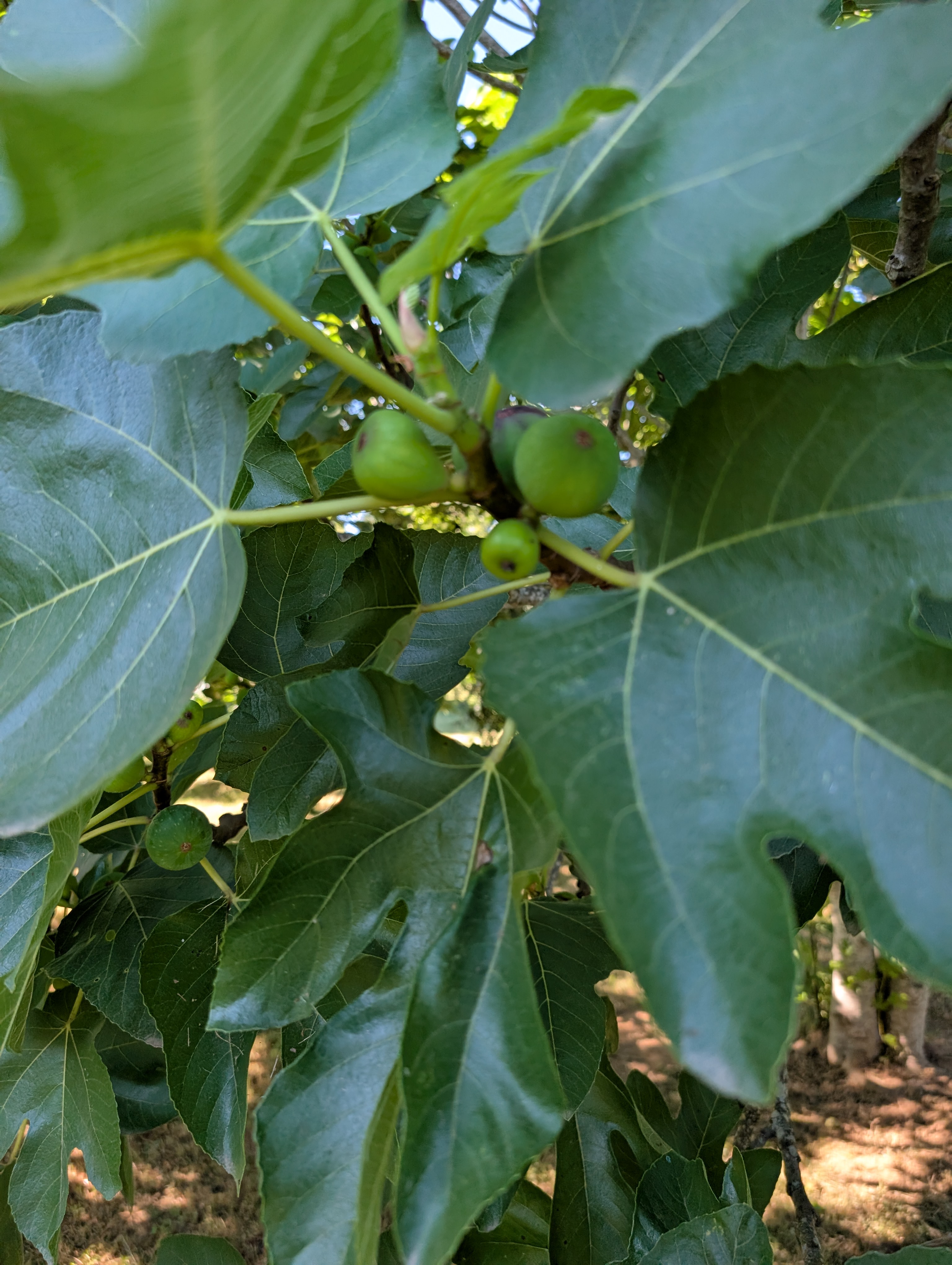 Green figs on the tree