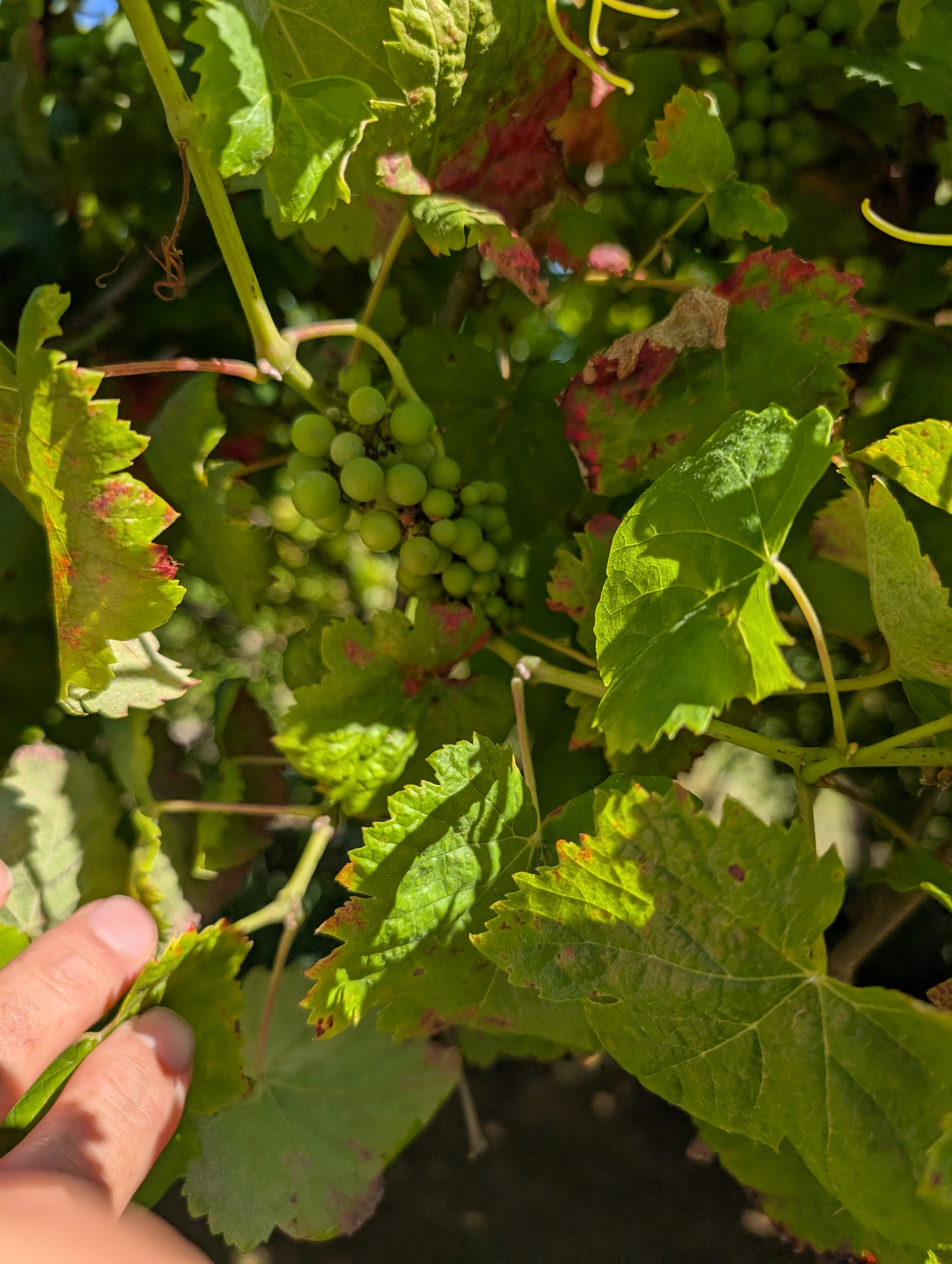 Green grapes on the vine