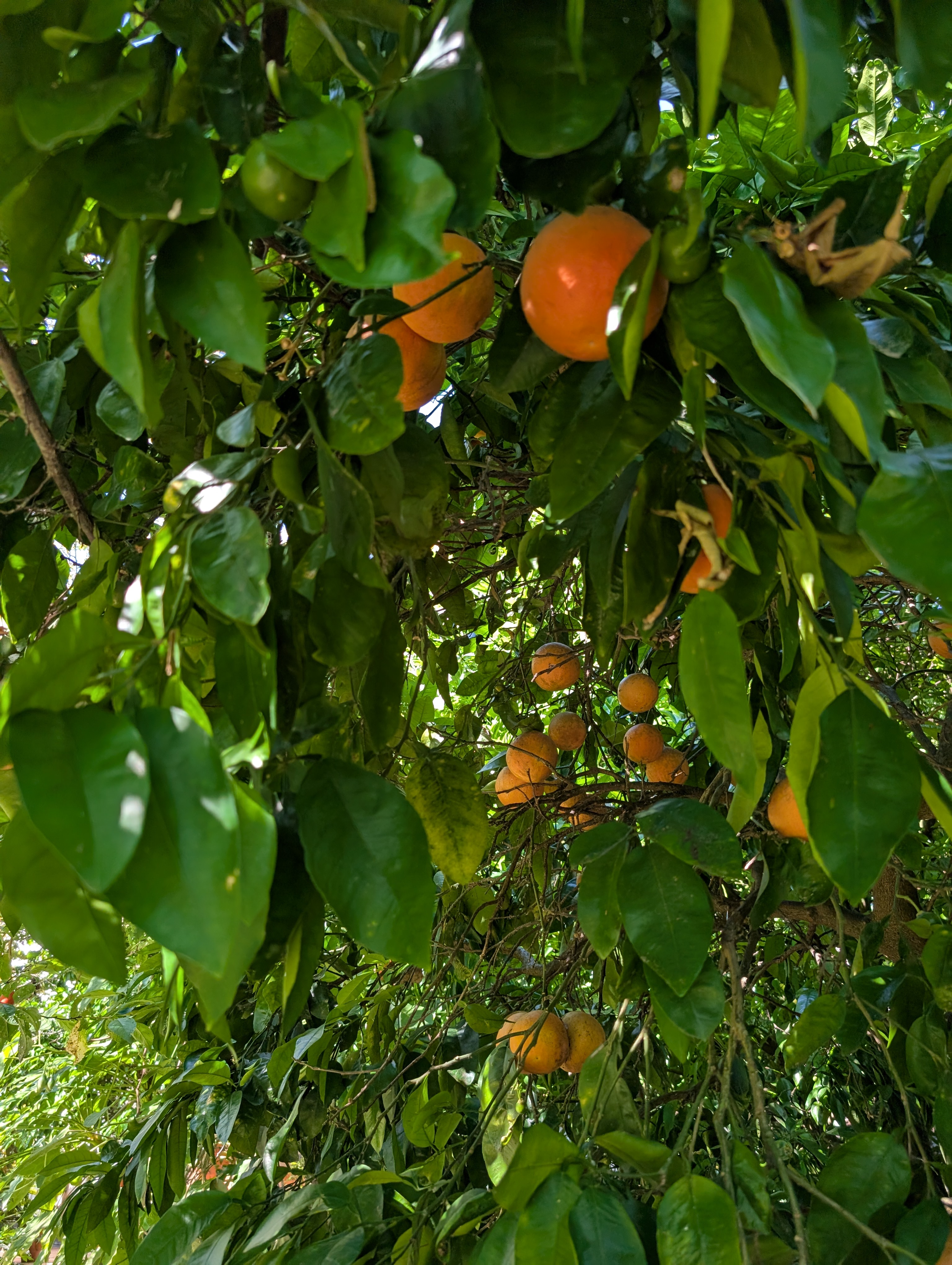 Oranges on the tree