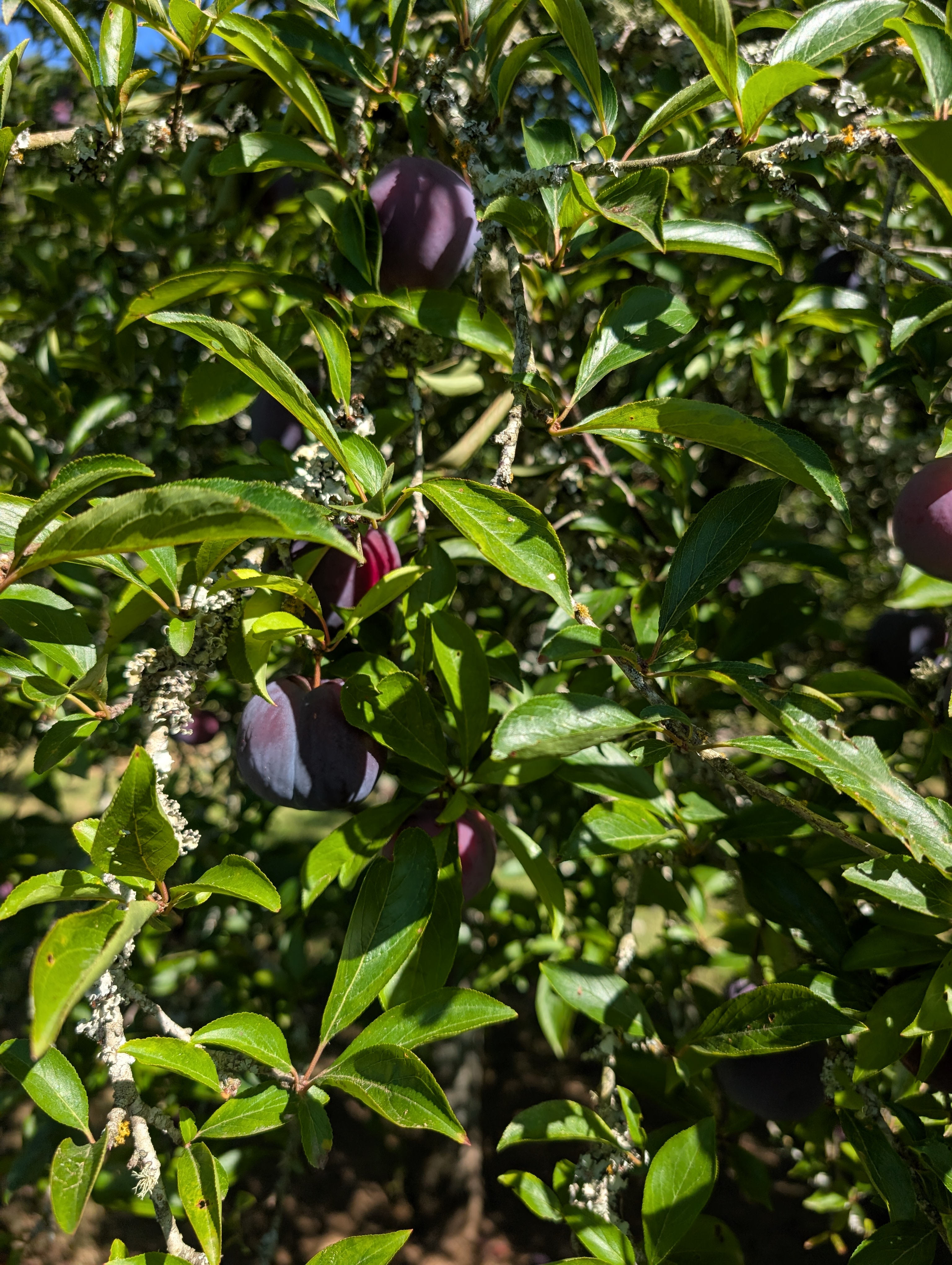 Ripe plums on the tree